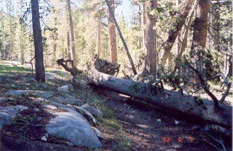 Largest tree of the trip.