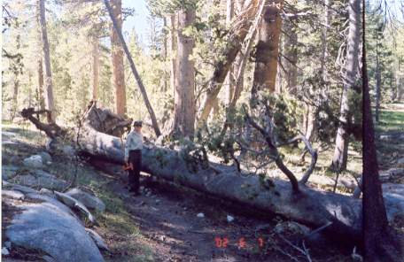 Dolly and the largest tree.