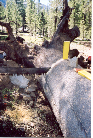 Wedging and sawing the largest tree.