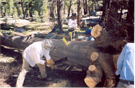 Cutting the largest tree.